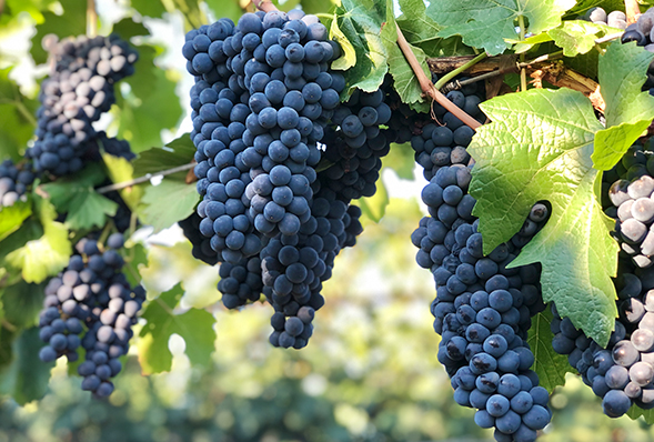 Agricultura Orgánica